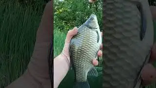 Очередной ЛАПОТЬ-КАРАСЕВИЧ клюнул!  #рыбалка #рыбалка2023 #fishing