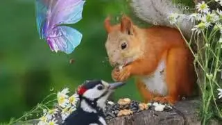 animals