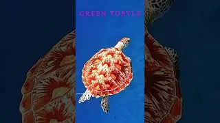 MARINE LIFE 8K Ultra HD 