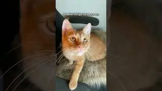 Спи спокойно Симба младший 