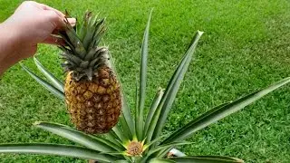 Как растут АНАНАСЫ
