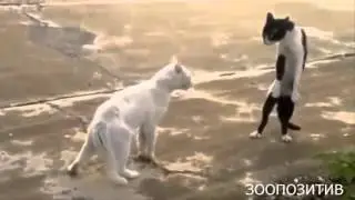 Улётные приколы с котами!
