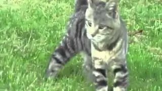 птица vs кот