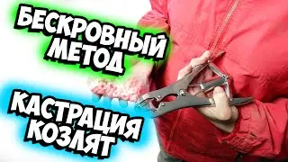 How to Castrate Kids/Bloodless Method