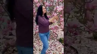Магнолия цветёт.🌺 Как я давно хотела увидеть эту красоту своими глазами😍