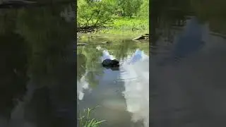 Бобёр_1