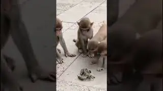 How monkey play with crab