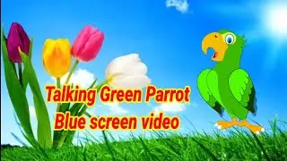 Talking green parrot blue screen video #animation #animated#cartoon#kidsvideo#nocopyright #cromakey