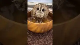 This man found mother owl under the window 🥺 #shorts