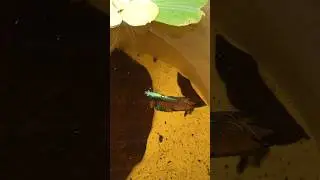 Alimentando el pez betta cola de fuego escamas de dragón #betta #fish