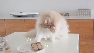 DD, the cat who loves bread