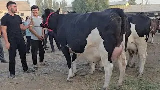 N1 Bozor Buvayda Yangiqo'rg'on Mol Bozori  25-avgust