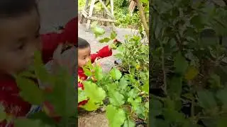 ada yg suka buah ini