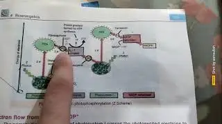 Non cyclic electron transport chain