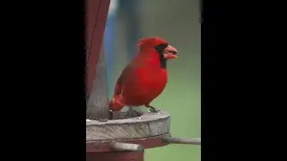 Beautiful Birds of New York
