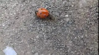 LADYBUG // CUTE INSECTS // PETS // WILDLIFE // БОЖЬЯ КОРОВКА // МИЛЫЕ НАСЕКОМЫЕ