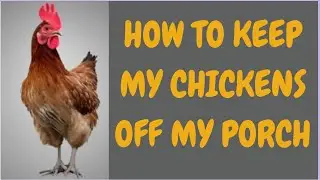 How To Keep My Chickens Off My Porch