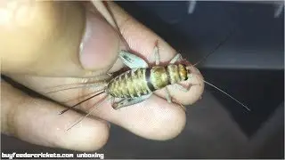 The Best Place to Buy Banded Crickets