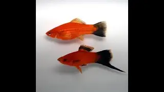 Меченосец красный чернохвостый Разведения ПАНАКФИШ (Xiphophorus helleri)
