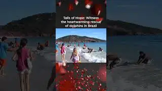 Locals Rescue 30 Plus Beached Dolphins