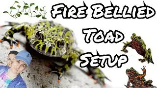 Fire Bellied Toad Tank Setup and Basic Care