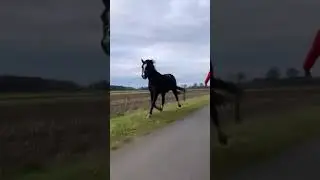 Girl & Beautiful Horse