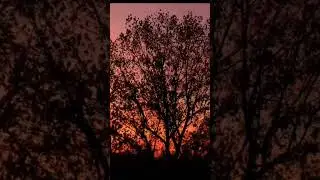 khsbi rbi jllala #shortvideo