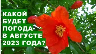 Какой будет погода в августе 2023 года?