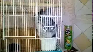 Ксюха гулять собирается