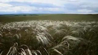 🐺 Ислам Идигов -Тоска по Казахстану (кавер-версия) 🐺