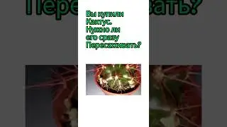 нужно ли пересыживать кактус сразу после покупки