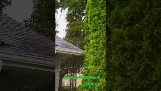 Благодарю  долгожданный дождь
