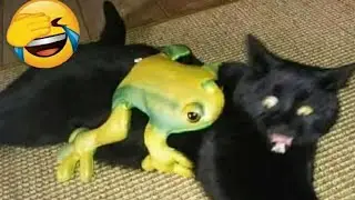 Morsomme Katter Og Kattunger Meowing. Kompilering [Hd]