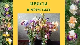 Ирисы/Цветение/ Посадка 2023 год.