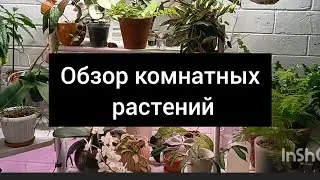 обзор растений