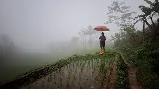 Suasana Pagi Di Sambut Gerimis Hujan Berbantal Kabut Tebal