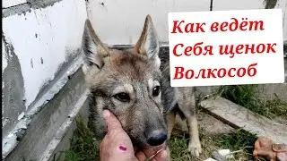 Волкособ. Гибрид Волка и Лайки. Щенок 2 месяца