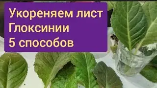 How to root a gloxinia leaf? 5 proven methods.