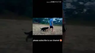 Cute German shepard puppy follow a boy 😍😍 || #shorts #germanshepherdpuppy
