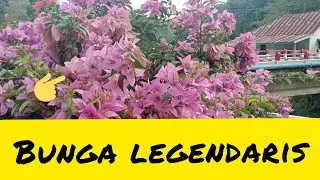 Bunga kertas... || Bunga legendaris