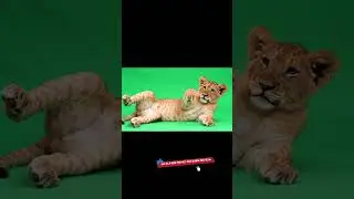 Lion cub laying and playing Green Screen Effect #animals #lioncub #greenscreen #chromakey #vfx