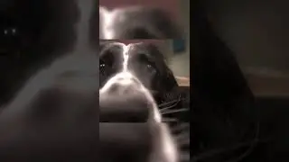 Wait a minute, who are you? #dog