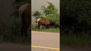 Canadian Wildlife on the Road - Jasper National Park #Canada #Alberta #Shorts