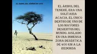 El árbol del Teneré