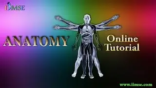 Best Human Anatomy Video Tutorial | Anatomy Online Classes