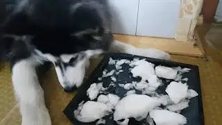 Босс ест лед)