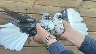 Николаевские голуби.Есть излишки. 89370733484. Город Самара