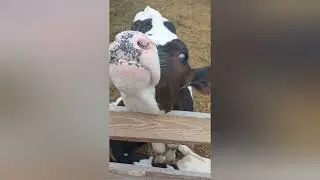 Обзор нашего хозяйства)