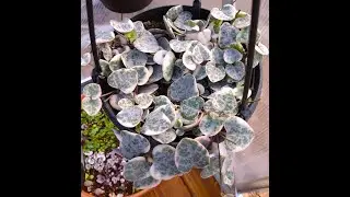 Variegated String Of Hearts in 6