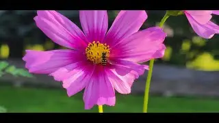 Time for Fall flowers